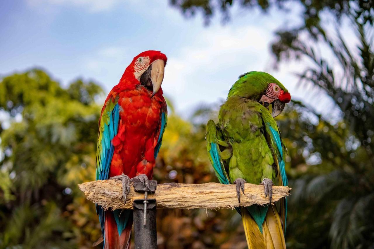 Las Mananitas Cuernavaca Eksteriør billede